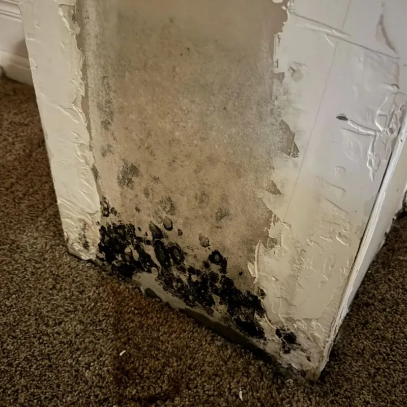 Professional Mold Removal in Las Animas County, CO